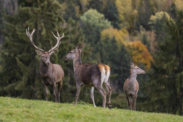 One red deer stag (Cervus elaphus) and some hind stand on a meadow on hilly ground during a storm. Leaves and small twigs flying around. A forest in fall foliage in the background
