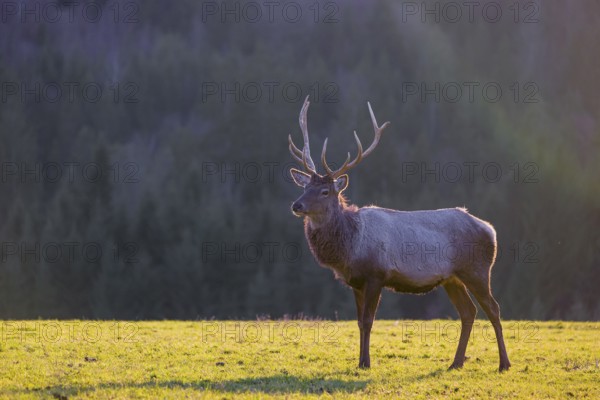 An Altai maral stag and two hind Altai wapiti or Altai elk (Cervus canadensis sibiricus) stand in a meadow in the late light of the day