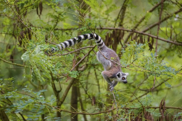 A ring-tailed lemur (Lemur catta) stands high up on a branch of tree with fresh green leafs
