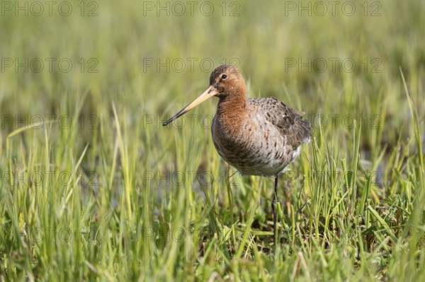 Black-tailed godwit (Limosa limosa), Ochsenmoor, Dümmer, Lemförde, Lower Saxony, Germany, Europe