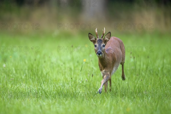 Fleeing European roe deer (Capreolus capreolus) buck, male running through grassland at forest edge in summer
