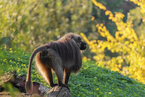 An adult male gelada (Theropithecus gelada), or bloodheart monkey, stands in beautiful light on a green meadow. A green and yellow forest can be seen in the background