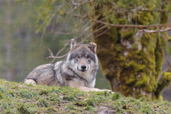An adult male grey wolf (Canis lupus lupus) rests in a meadow next to a moss coveres tree on a hill