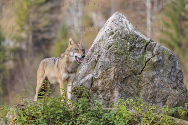 A female grey wolf (Canis lupus lupus) stands on a lying tree trunk in front of a rock on the top of a small hill