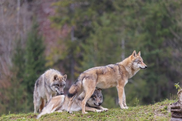 An adult male and a female eurasian grey wolf (Canis lupus lupus) stand on green meadow on top of a hill. One of her pups stands next to them