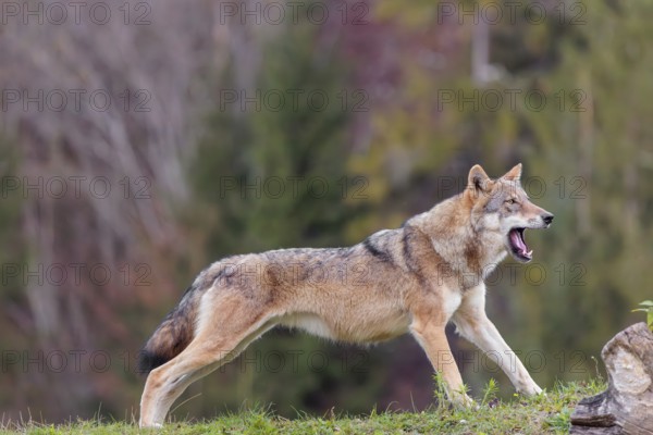 A female eurasian gray wolf (Canis lupus lupus) stretches out on a meadow on top of a hill