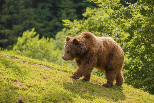 An adult female brown bear (Ursus arctos arctos) walks up a hill on a green meadow