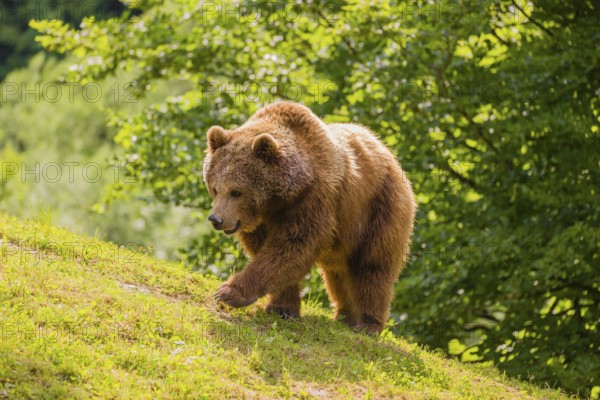 An adult female brown bear (Ursus arctos arctos) walks up a hill on a green meadow