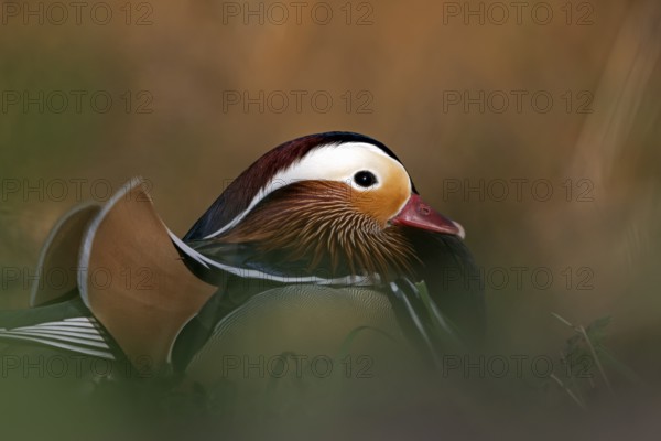 Mandarin duck (Aix galericulata), drake, mating season, on land, resting, portrait, Heiligenhaus, North Rhine-Westphalia, Germany, Europe