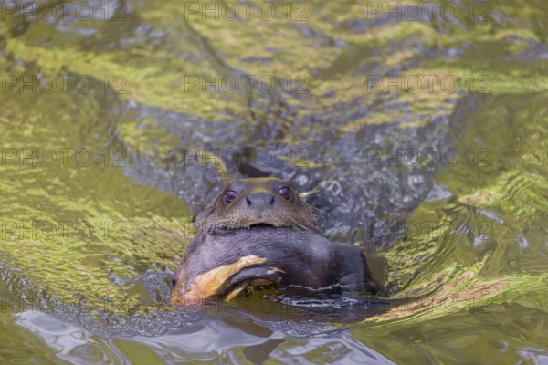 An adult giant otter or giant river otter (Pteronura brasiliensis) swims in a small river carrying a 2-month-old young around in its mouth