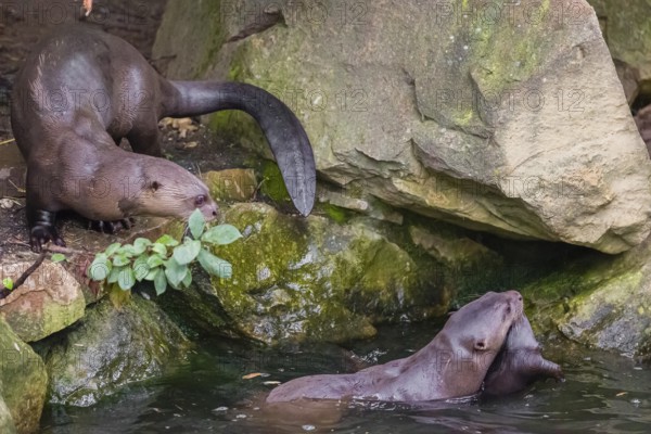 An adult giant otter or giant river otter (Pteronura brasiliensis) swims in a small river carrying a 2-month-old young around in its mouth. They are accompanied by another adult otter of the pack