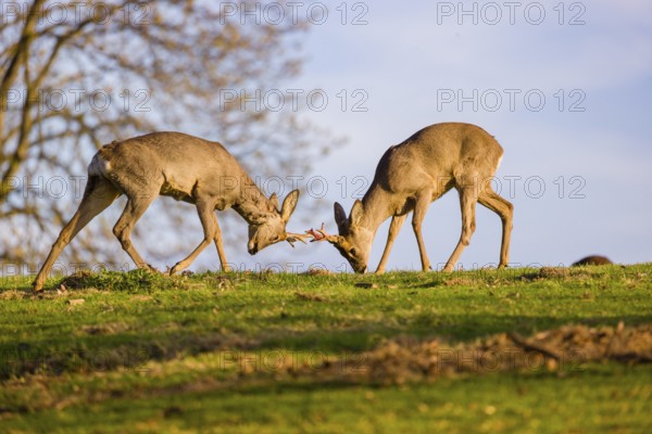 Two roebucks (Capreolus capreolus) stand on a meadow, play fighting