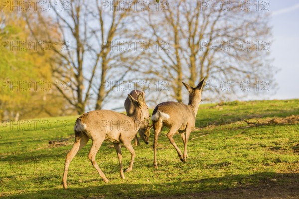 One young Roe Deer buck, (Capreolus capreolus), is interested in a doe, sniffing on her