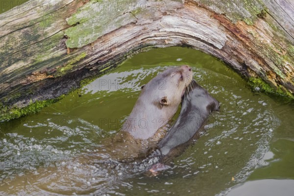 An adult giant otter or giant river otter (Pteronura brasiliensis) swims in a small river carrying a 2-month-old young around in its mouth