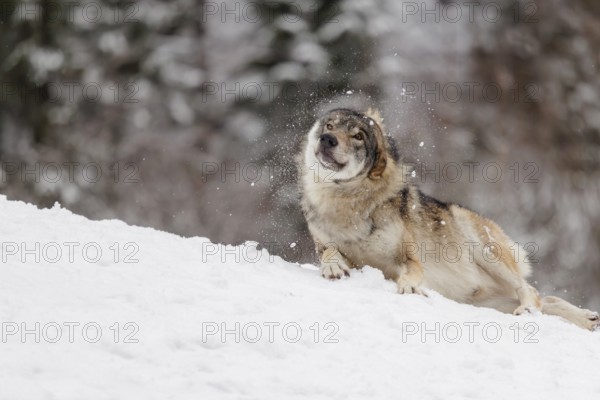 An adult grey wolf (Canis lupus lupus) rolls in the snow on a cold, cloudy day and shakes the snow from its fur