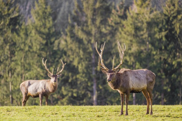 Two Altai maral stags, Altai wapiti or Altai elk (Cervus canadensis sibiricus) stand in a meadow in the late light of the day