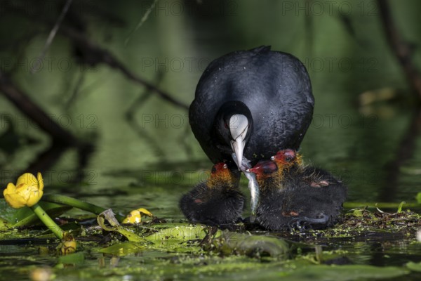 Great Crested Grebe (Podiceps cristatus), Nettetal, Germany, Europe