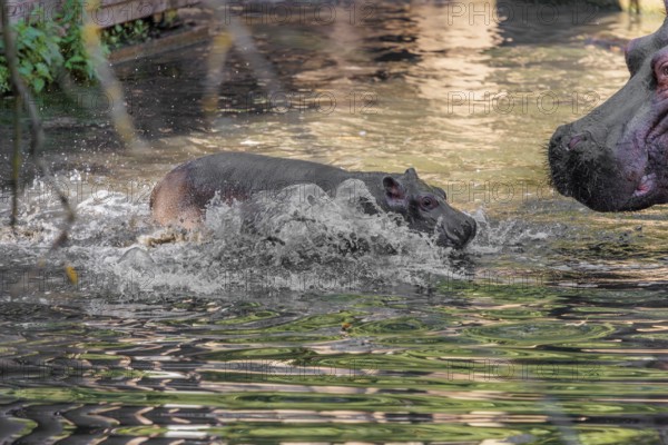 A baby hippopotamus (Hippopotamus amphibius) and its mother swimming in a river