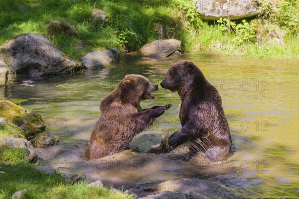 A Eurasian brown bear (Ursus arctos arctos) sow fighting with a big male in a pond