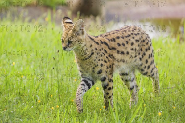 An adult serval, Leptailurus serval, runs across a green meadow