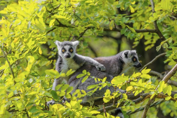 Two ring-tailed lemurs (Lemur catta) sit high up in a tree on a branch between fresh green leaves and play with each other or preen themselves or look around