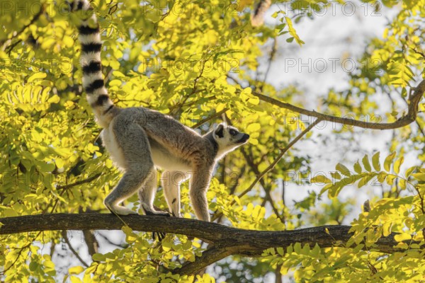 A ring-tailed lemur (Lemur catta) climbs high up in a tree on a branch surrounded by fresh green leaves