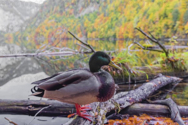 A male mallard, Anas platyrhynchos, stands on driftwood on the shore of Lake Toplitz, Austria, Europe
