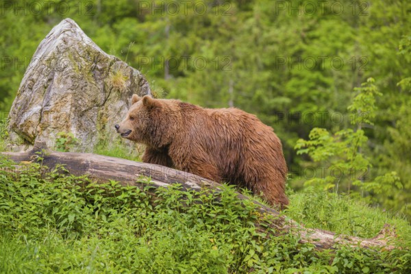 An adult female (Ursus arctos arctos) crosses a hilltop between a rock and a rotting tree