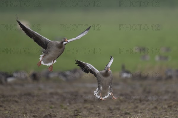 Greylag goose (Anser anser), Texel, Netherlands