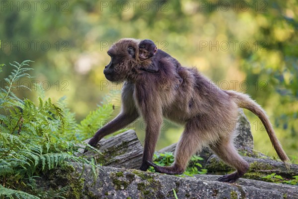 One female Gelada (Theropithecus gelada), or bleeding-heart monkey walks on a lying log and carries her baby on her back. A green forest is in the background