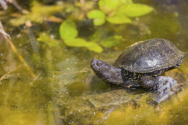 A European pond turtle (Emys orbicularis), rests on a stone lying in a pond