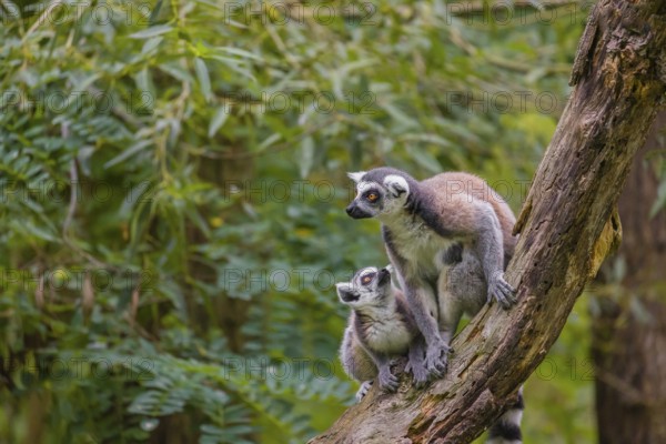 Two ring-tailed lemurs (Lemur catta) sit high up on a branch of tree