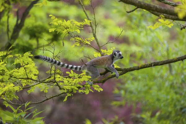A young ring-tailed lemur (Lemur catta) climbs in a tree with fresh green leaves