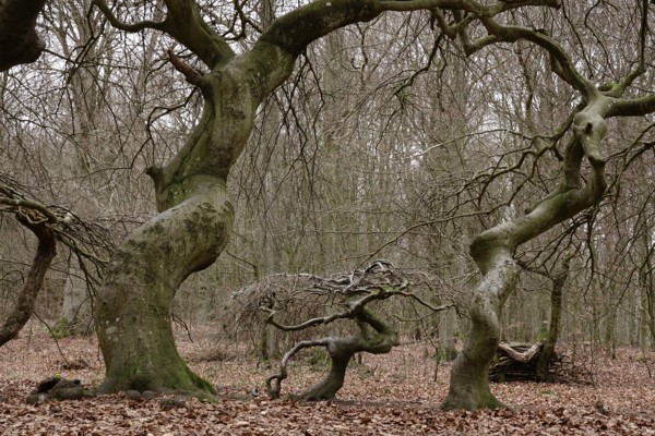 Witches' forest on Rügen, crippled beeches, March, Mecklenburg-Western Pomerania, Germany, Europe