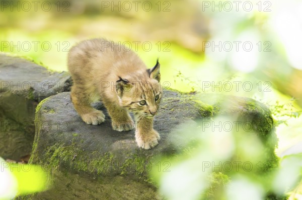 Eurasian lynx (Lynx lynx) cub (youngster) in a forest, Bavaria, Germany, Europe