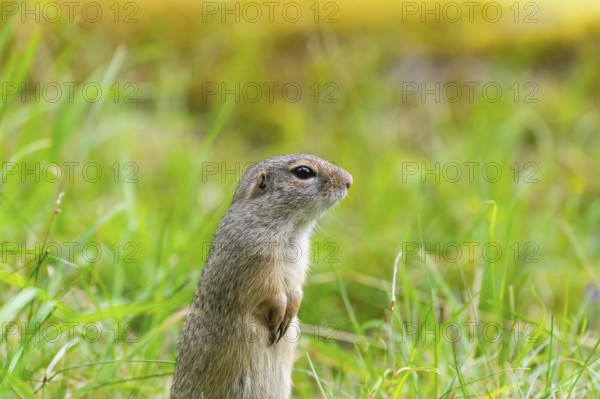European ground squirrel (Spermophilus citellus) on a meadwo, Bavaria, Germany, Europe