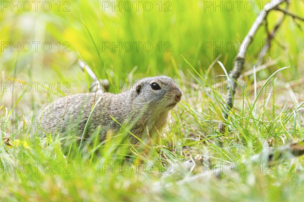 European ground squirrel (Spermophilus citellus) on a meadwo, Bavaria, Germany, Europe