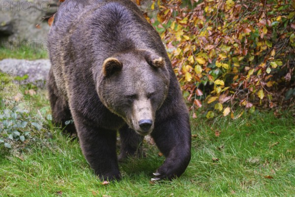 Brown bear (Ursus arctos) running across a meadow, captive, Neuschönau enclosure, Bavarian Forest National Park, Bavaria, Germany, Europe