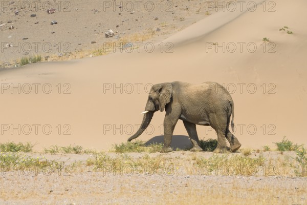Desert elephant (Loxodonta africana) in front of a dune in the Huab dry river, Damaraland, Kunene region, Namibia, Africa