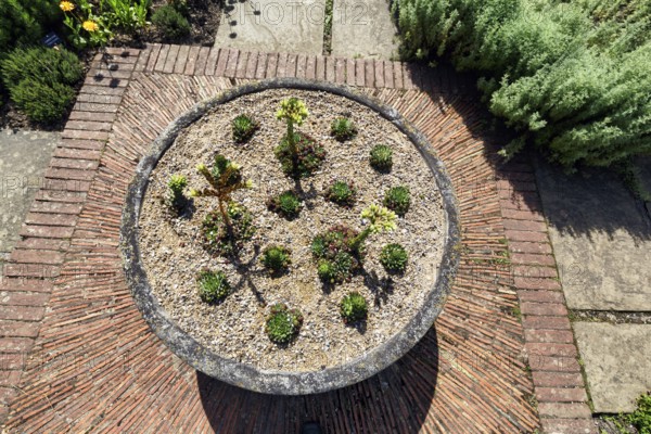 Rockery with Echeveria, view from above, rock garden, cottage garden, herb garden, Sissinghurst Castle and Garden, Cranbrook, Kent, England, Great Britain