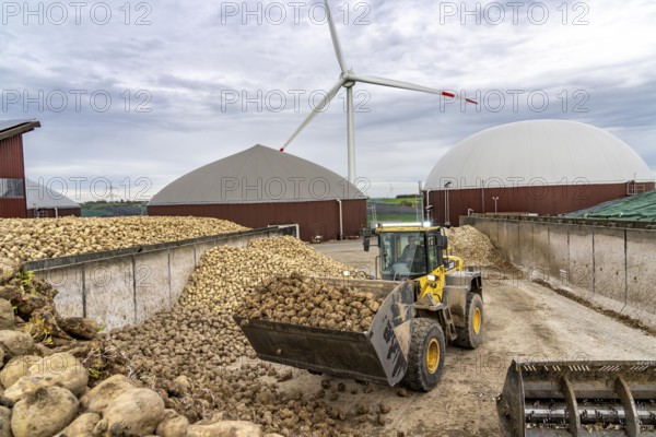 Biogas plant produces gas from various biomass, here the sugar beet storage, the electricity is produced in combined heat and power plants with the biogas produced and sold to companies in the neighbouring industrial estate, the heat generated is fed into a local heating network, gas storage and wind power plant, Ense, North Rhine-Westphalia, Germany, Europe