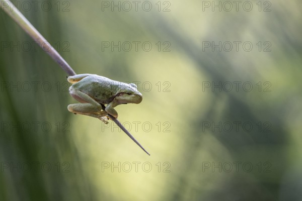Tree frog (Hyla arborea), Lower Saxony, Germany, Europe