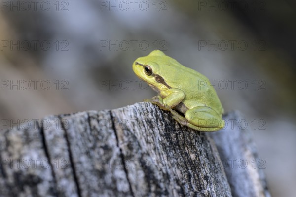 Tree frog (Hyla arborea), Lower Saxony, Germany, Europe