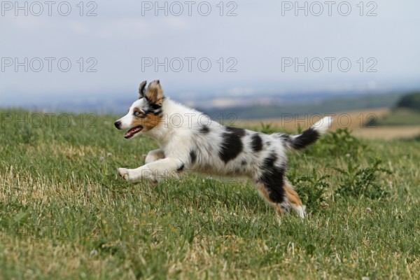 Australian Shepard, 3 months old, playing in meadow, puppy
