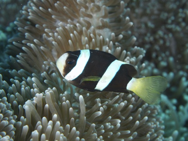 A black and white Clark's anemonefish (Amphiprion clarkii) melanistic, swimming close to a sea anemone in the sea, dive site Twin Reef, Penyapangan, Bali, Indonesia, Asia