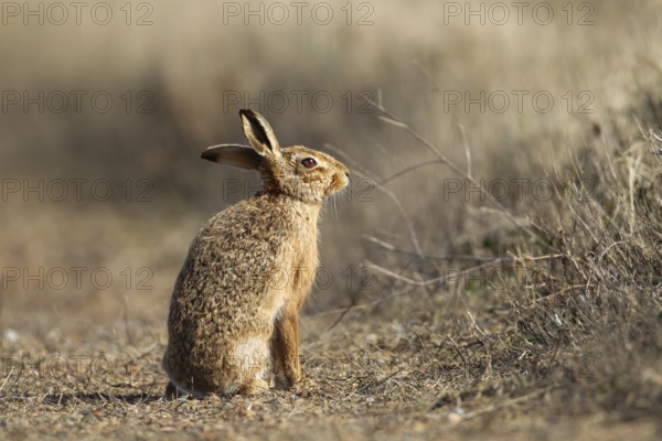 European brown hare (Lepus europaeus) adult animal on a path in the spring, England, United Kingdom, Europe