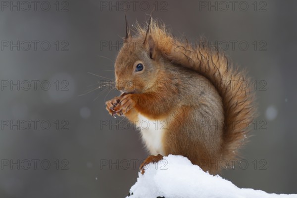 Red squirrel (Sciurus vulgaris) adult animal feeding on a nut on a tree stump covered in snow in winter, Scotland, United Kingdom, Europe