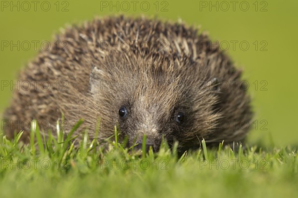 European hedgehog (Erinaceus europaeus) adult animal on a garden grass lawn, England, United Kingdom, Europe