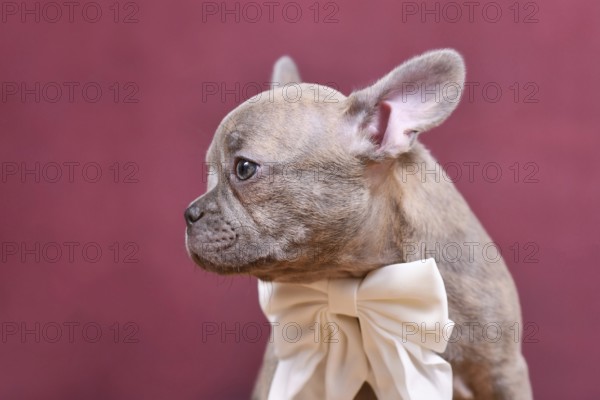 Young lilac Brindle French Bulldog dog puppy with long healthy nose in front of studio background