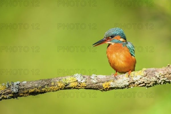 Common kingfisher (Alcedo atthis) sitting on a branch with autumncolours, wildife, Catalonia, Spain, Europe